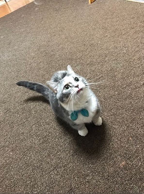 kanineko