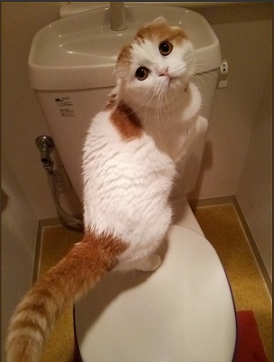 kanineko