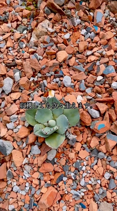 [^[ƐÃgu