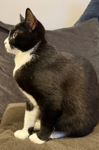 LƂȃS